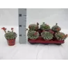 Echeveria Dondo p12 x6
