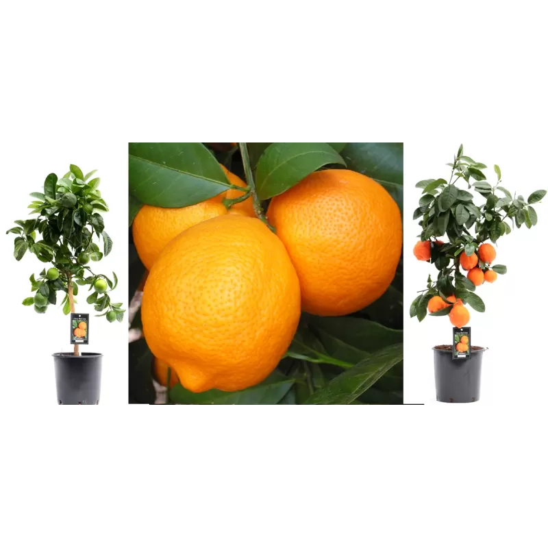 Citrusas raudonasis laimas (filipinietiškasis) - Citrus red lime P18 65CM gyva foto 2020-09-14