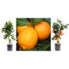 Citrusas raudonasis laimas (filipinietiškasis) - Citrus red lime P18 65CM gyva foto 2020-09-14