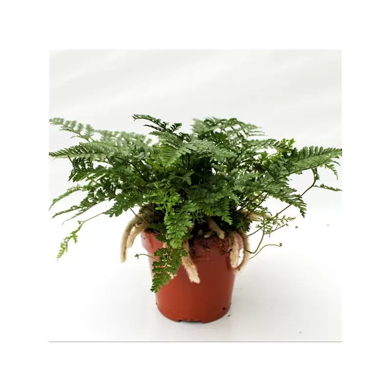 Davallia Fijensis 12Ø 25cm