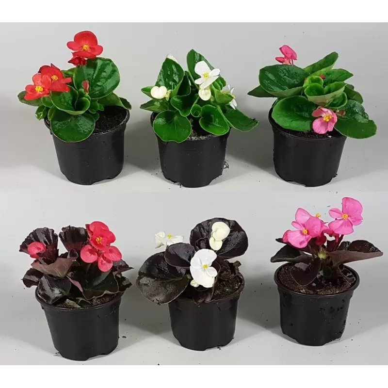 Begonija (smulkiažiedė, "ledinukai", galimos įv. sp.) - Begonia semperflorens P9