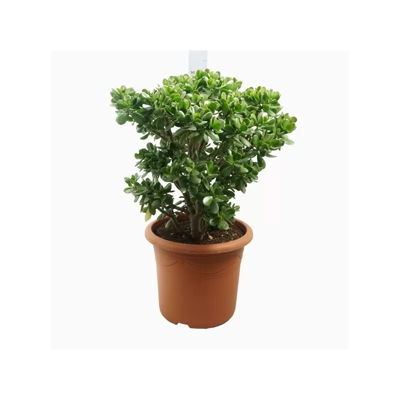 Crassula Ovata 40Ø 90cm