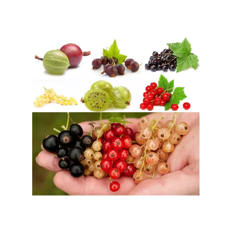 MŪSŲ RINKINYS SERBENTAI IR AGRASTAI - nemažiau 10 skirtingų veislių, viso 15 augalų su nemažiau kaip 50 proc. nuolaida