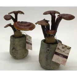 Nemirtingumo grybas (dekoracija) - IMMORTALITY FUNGHI Ganoderma lucidum LINGZHI P10