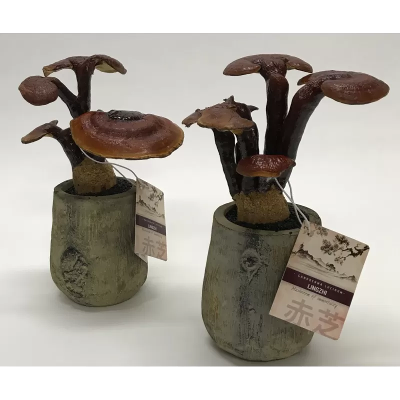 Nemirtingumo grybas (dekoracija) - IMMORTALITY FUNGHI Ganoderma lucidum LINGZHI P10