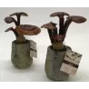 Nemirtingumo grybas (dekoracija) - IMMORTALITY FUNGHI Ganoderma lucidum LINGZHI P10