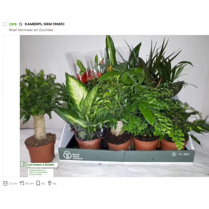 Kambarinių augalų miksas x12 gyva foto