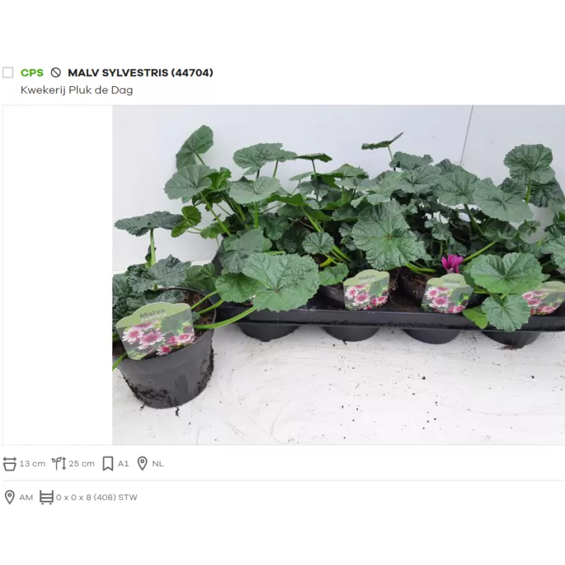 Dedešva - Malva sylvestris Zebrina p13