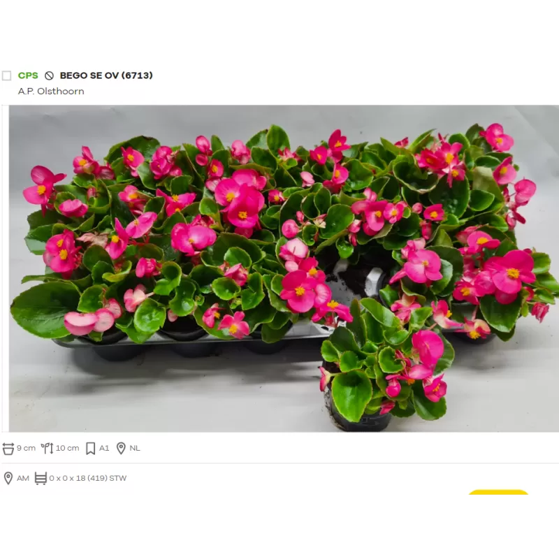 Begonija (smulkiažiedė, "ledinukai", ROŽINĖ) - Begonia semperflorens P9