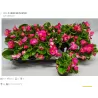Begonija (smulkiažiedė, "ledinukai", ROŽINĖ) - Begonia semperflorens P9