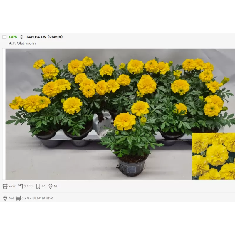 Serentis, GELTONA sp. - Tagetes patula P9 X18