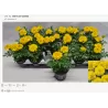 Serentis, GELTONA sp. - Tagetes patula P9 X18