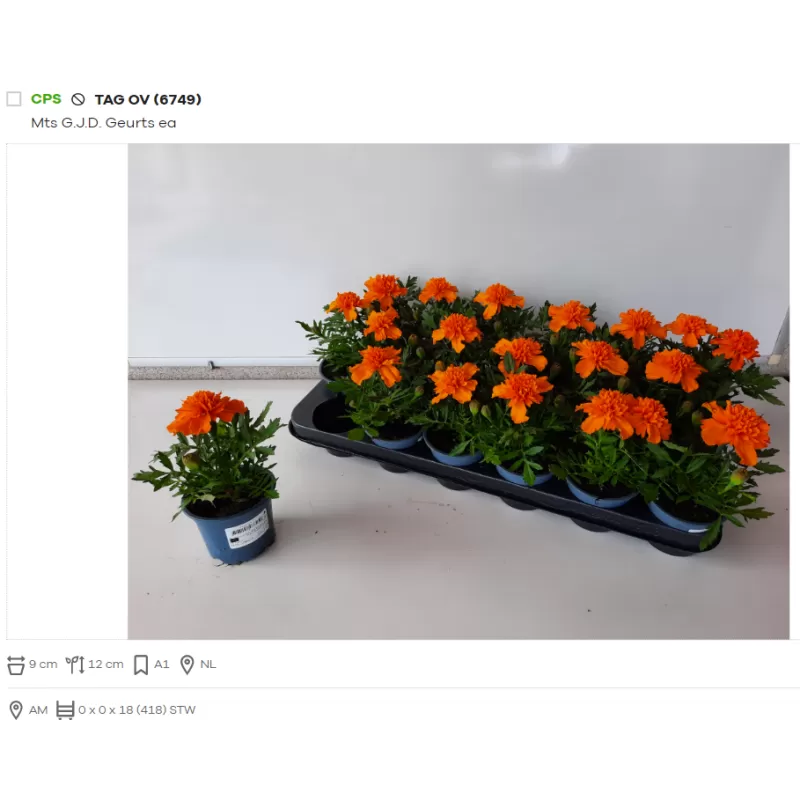 Serentis, ORANŽINĖ sp. - Tagetes patula P9 X18