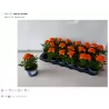 Serentis, ORANŽINĖ sp. - Tagetes patula P9 X18