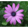 Kaulasėklis - Osteospermum 10,5Ø 20cm