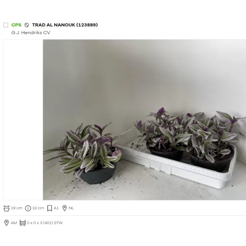 Tradescantia albiflora 'Nanouk' p19 x3