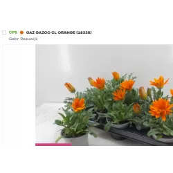 Gazanija - Gazania 'Gazoo Clear Orange' p11 x12