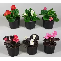 Begonija (smulkiažiedė, "ledinukai", BALTA TAMSIAIS LAPELIAIS) - Begonia semperflorens P9