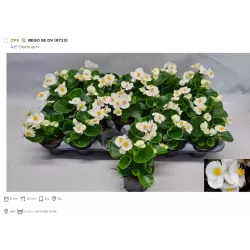 Begonija (smulkiažiedė, "ledinukai", BALTA TAMSIAIS LAPELIAIS) - Begonia semperflorens P9
