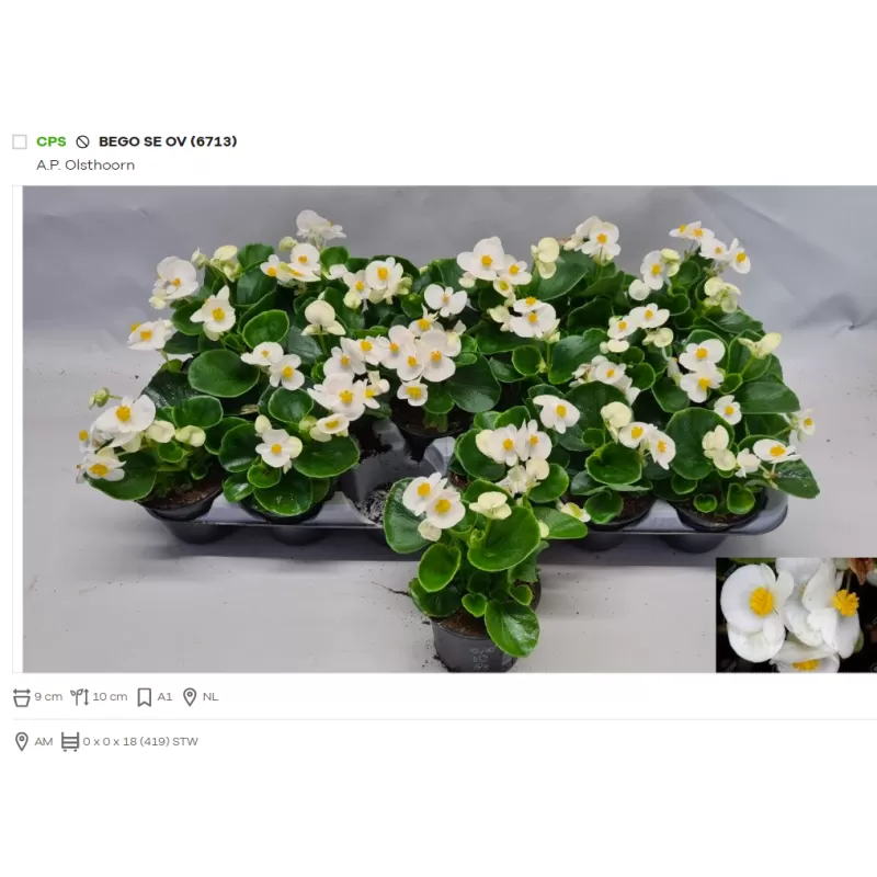 Begonija (smulkiažiedė, "ledinukai", BALTA) - Begonia semperflorens P9