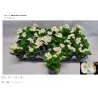 Begonija (smulkiažiedė, "ledinukai", BALTA) - Begonia semperflorens P9