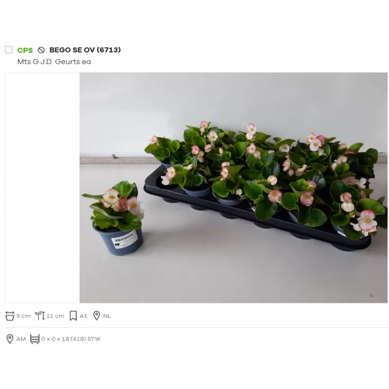 Begonija (smulkiažiedė, "ledinukai", kitokia) - Begonia semperflorens P9