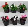 Begonija (smulkiažiedė, "ledinukai", kitokia) - Begonia semperflorens P9