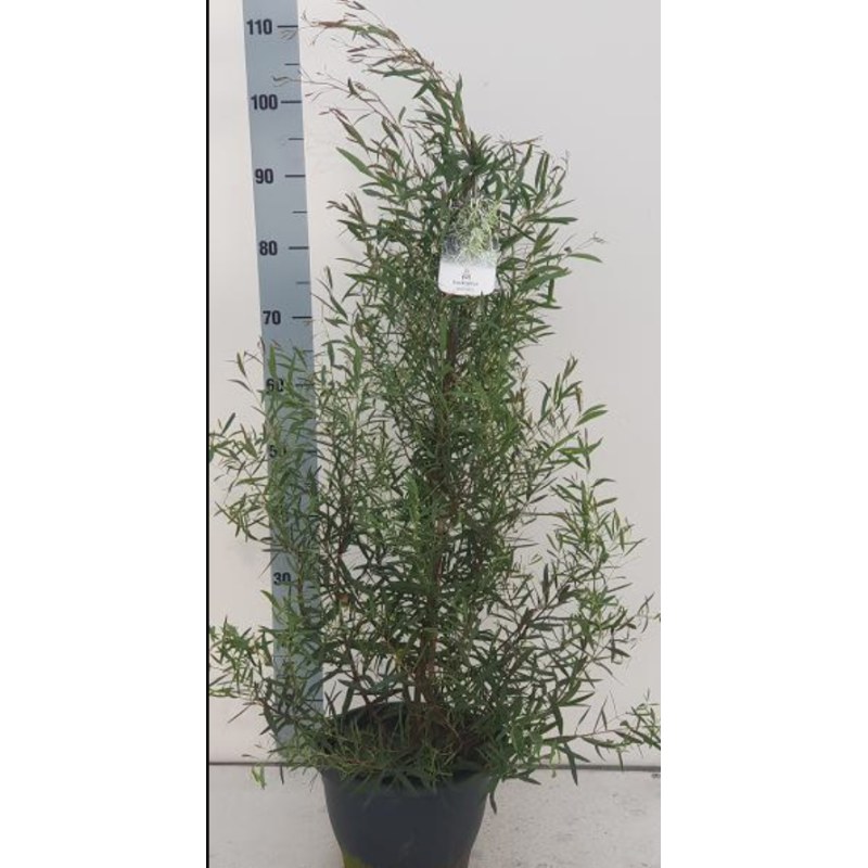 Eukaliptas - Eucalyptus pulchella P23 gyva foto 2022-05-01