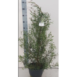 Eukaliptas - Eucalyptus pulchella P16 gyva foto X6