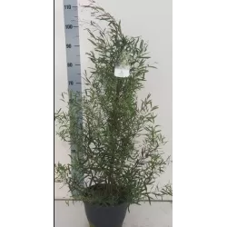 Eukaliptas - Eucalyptus pulchella P16 gyva foto X6