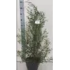 Eukaliptas - Eucalyptus pulchella P16 gyva foto X6