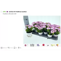 Kaulasėklis - Osteospermum 10,5Ø 20cm