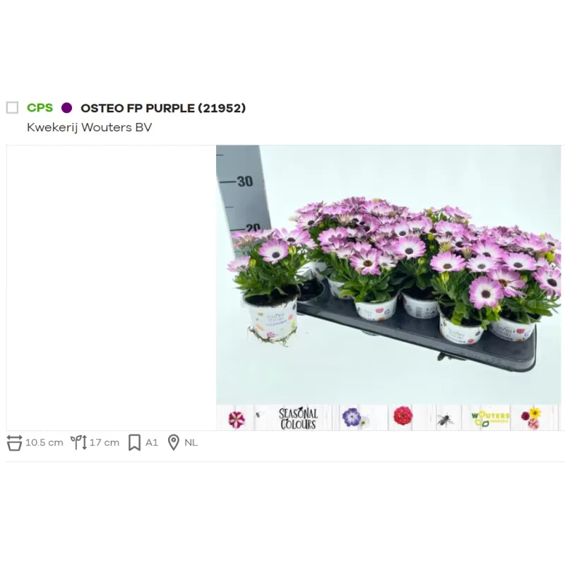 Kaulasėklis - Osteospermum 10,5Ø 20cm