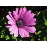Kaulasėklis - Osteospermum 10,5Ø 20cm