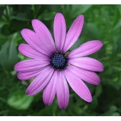 Kaulasėklis - Osteospermum 10,5Ø 20cm
