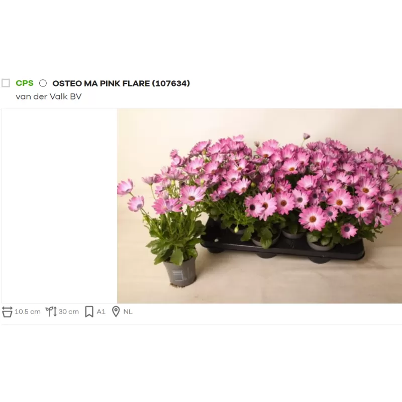 Kaulasėklis - Osteospermum 10,5Ø 20cm