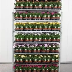 Kaulasėklis - Osteospermum 10,5Ø 20cm