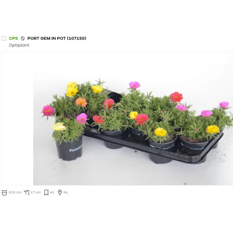 Portulaka - Portulaca mix p10.5