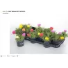 Portulaka - Portulaca mix p10.5