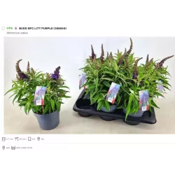 Budlėja - Buddleja davidii Butterfly Candy LITTLE PURPLE P17 X6