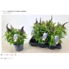 Budlėja - Buddleja davidii Butterfly Candy LITTLE PURPLE P17 X6