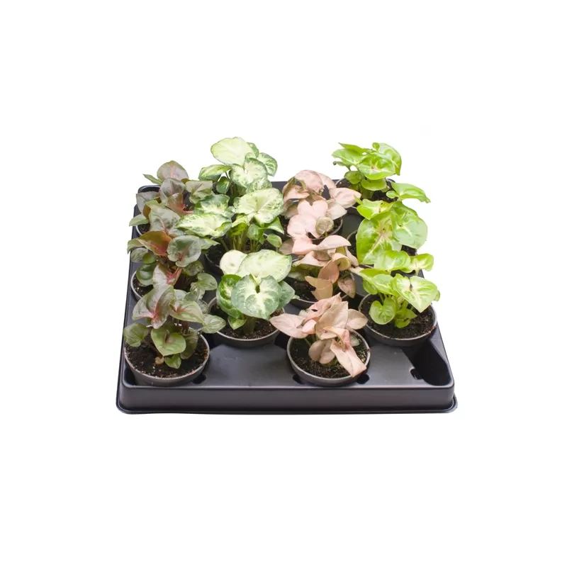 Singonis - Syngonium mix P6 X12