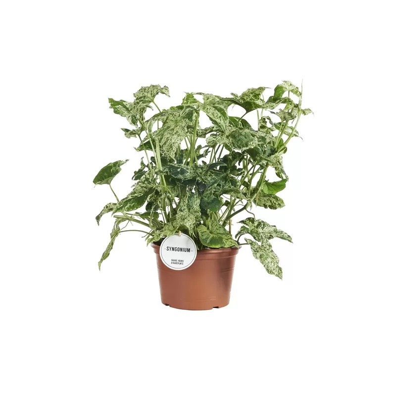 Singonis - Syngonium MOTTLED P21 X2