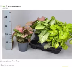 Singonis - Syngonium mix P14 X6