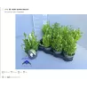 Gencijonas - Gentiana Diana p11