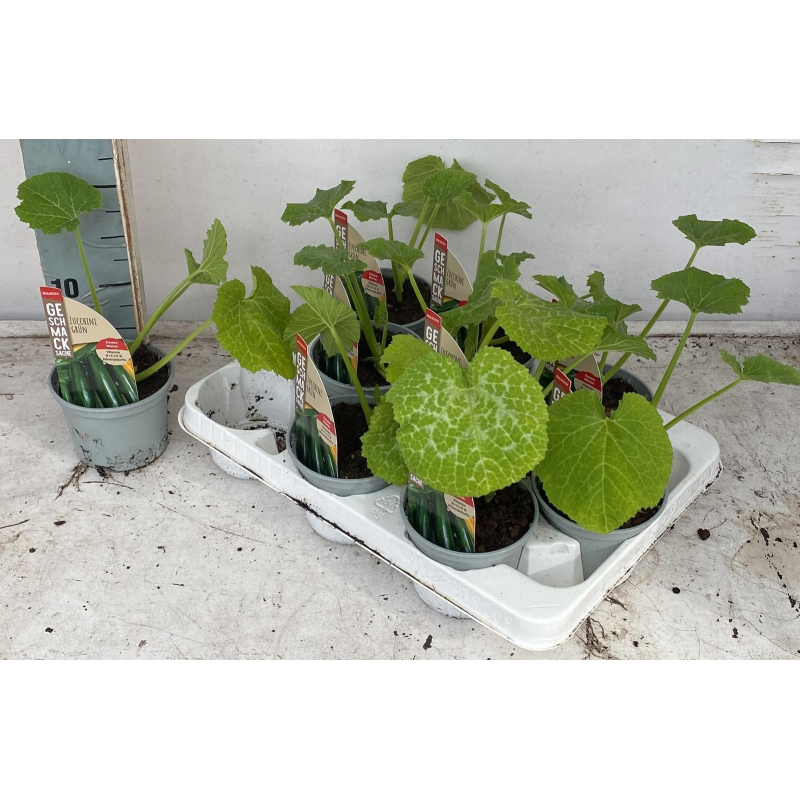 Cukinija - Cucurbita pepo subsp. pepo (courgette) p10.5