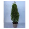 Thuja occidentalis SMARAGD