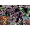 Didysis lazdynas - Corylus maxima RED MAJESTIC