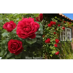 Užsisakyk augalus pavasariui jau dabar