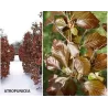 Paprastasis bukas - Fagus sylvatica ATROPUNICEA